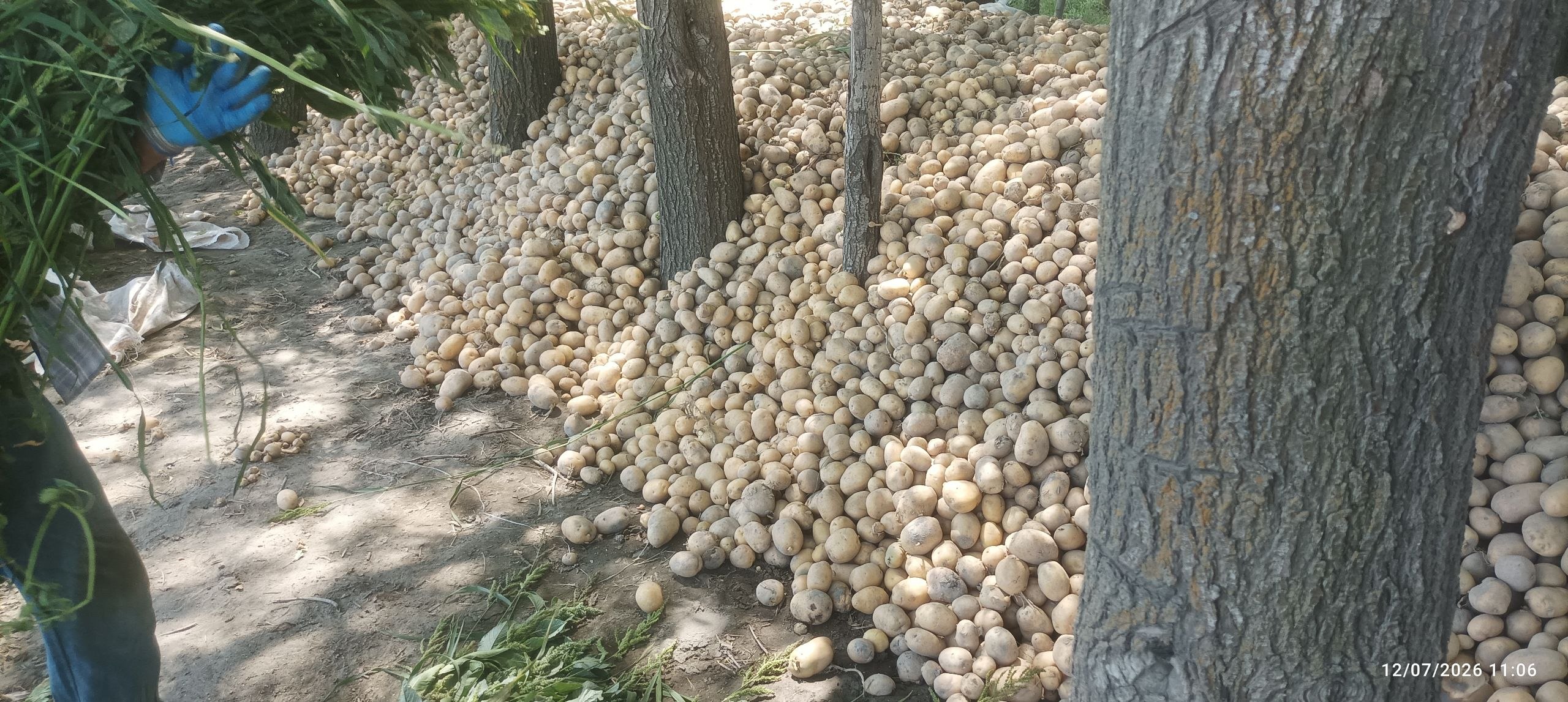 20-tonna Galla kartoshka Bulungʻur Qowtamgali q