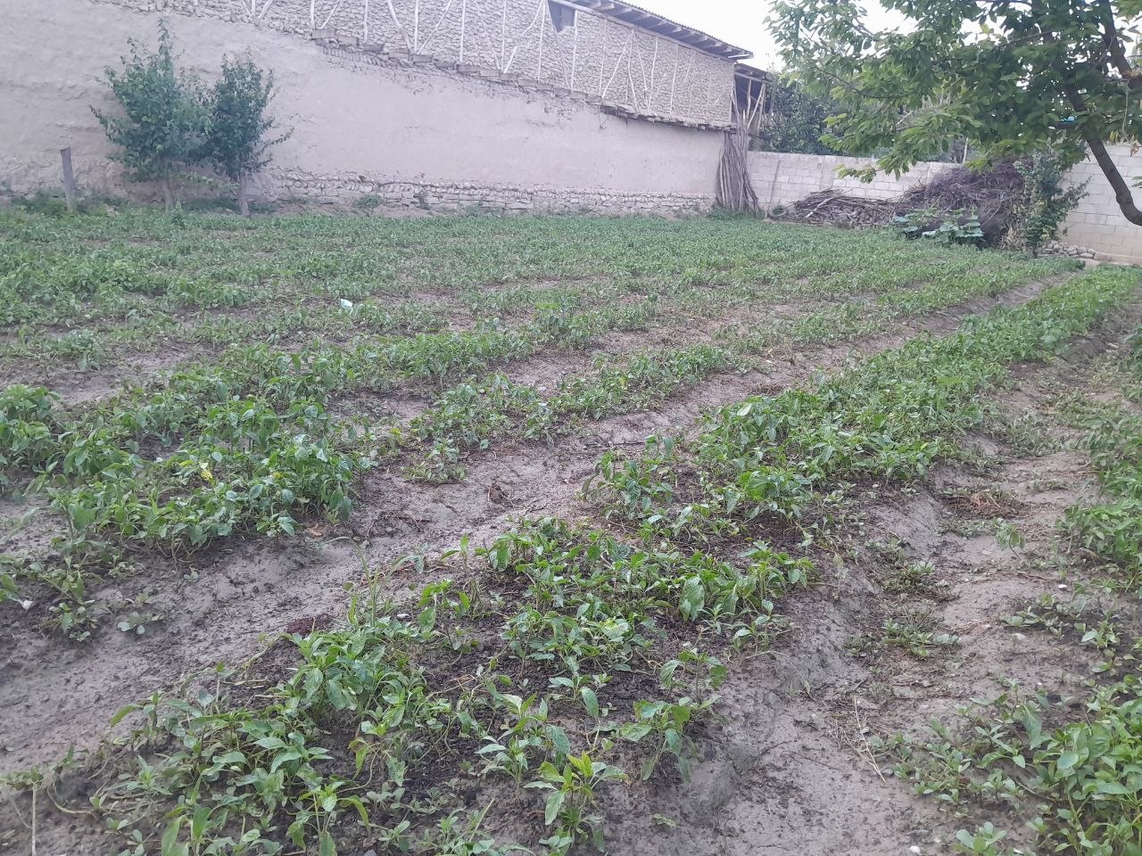 Ishonchli ko'chatlar