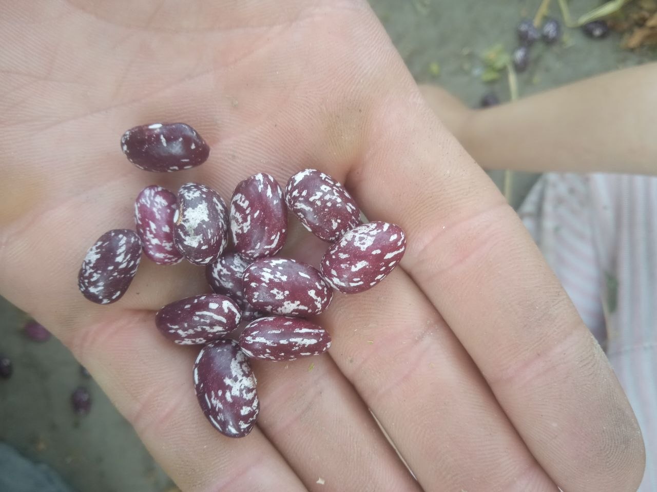 Loviya 100kilo Bulungʻur da holati zoʻr
