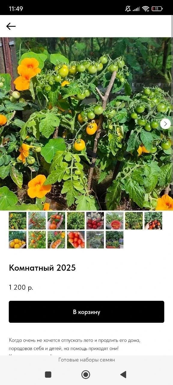 Tomat urug'lari — 20% chegirma