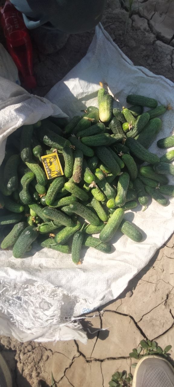 600 bor kelshamiz — sifatli mahsulot