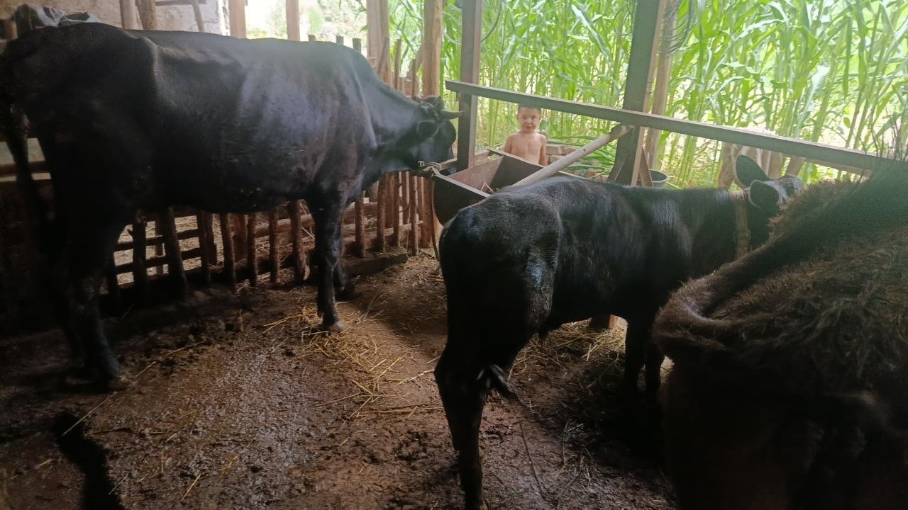 Ona bola bolasi novos sotiladi