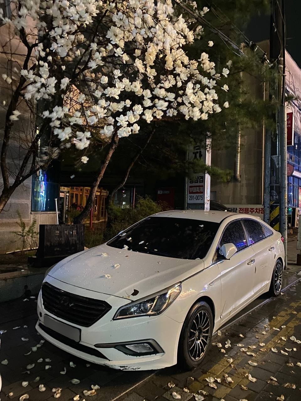 Sonata 2016