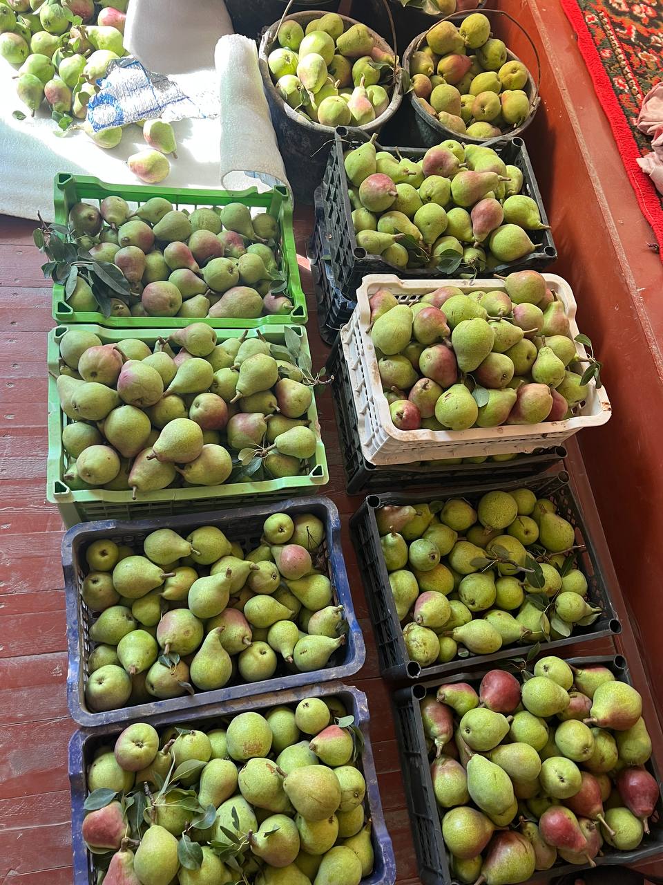 Kilapa nok begiboda