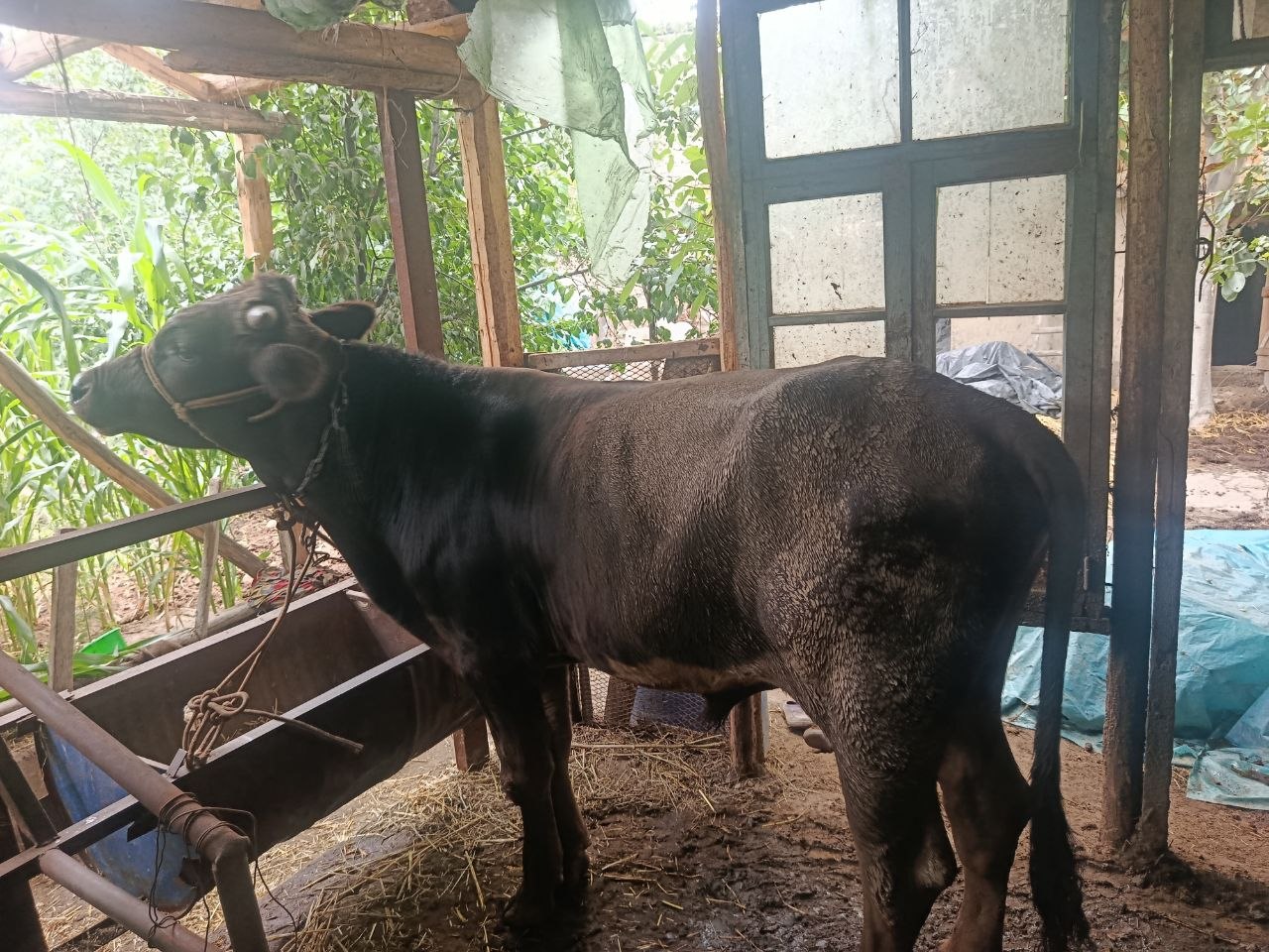 Novos qiziqanlaga boqma bògʻoz sigir ham murojat uchun