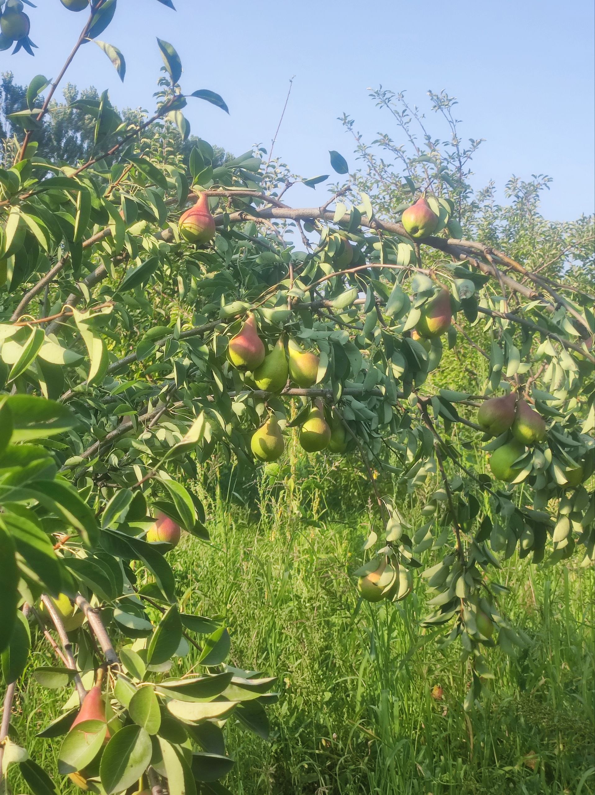 Nok — sotishga tayyor