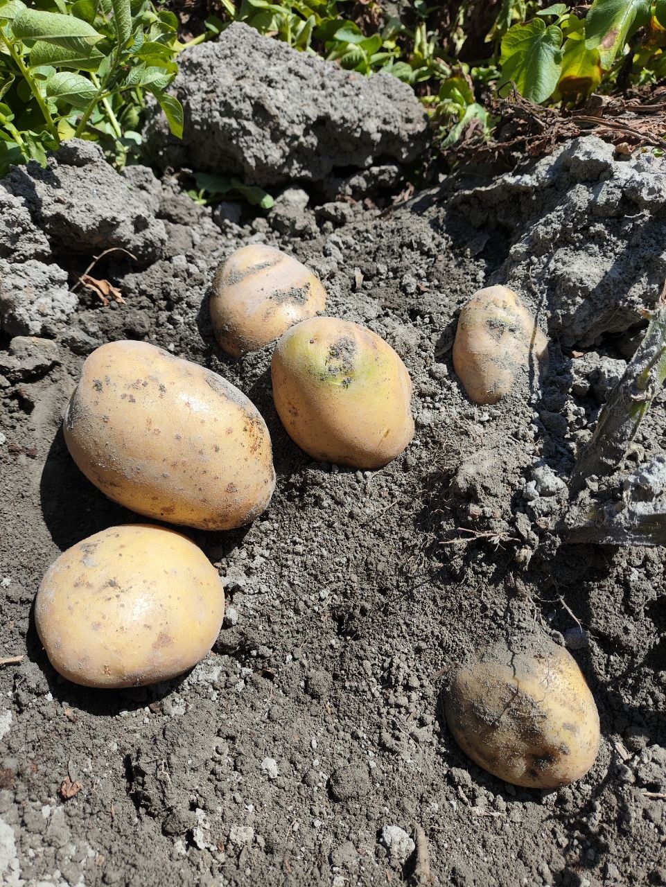 Sotiladi: Kartoshka, narx kelishiladi