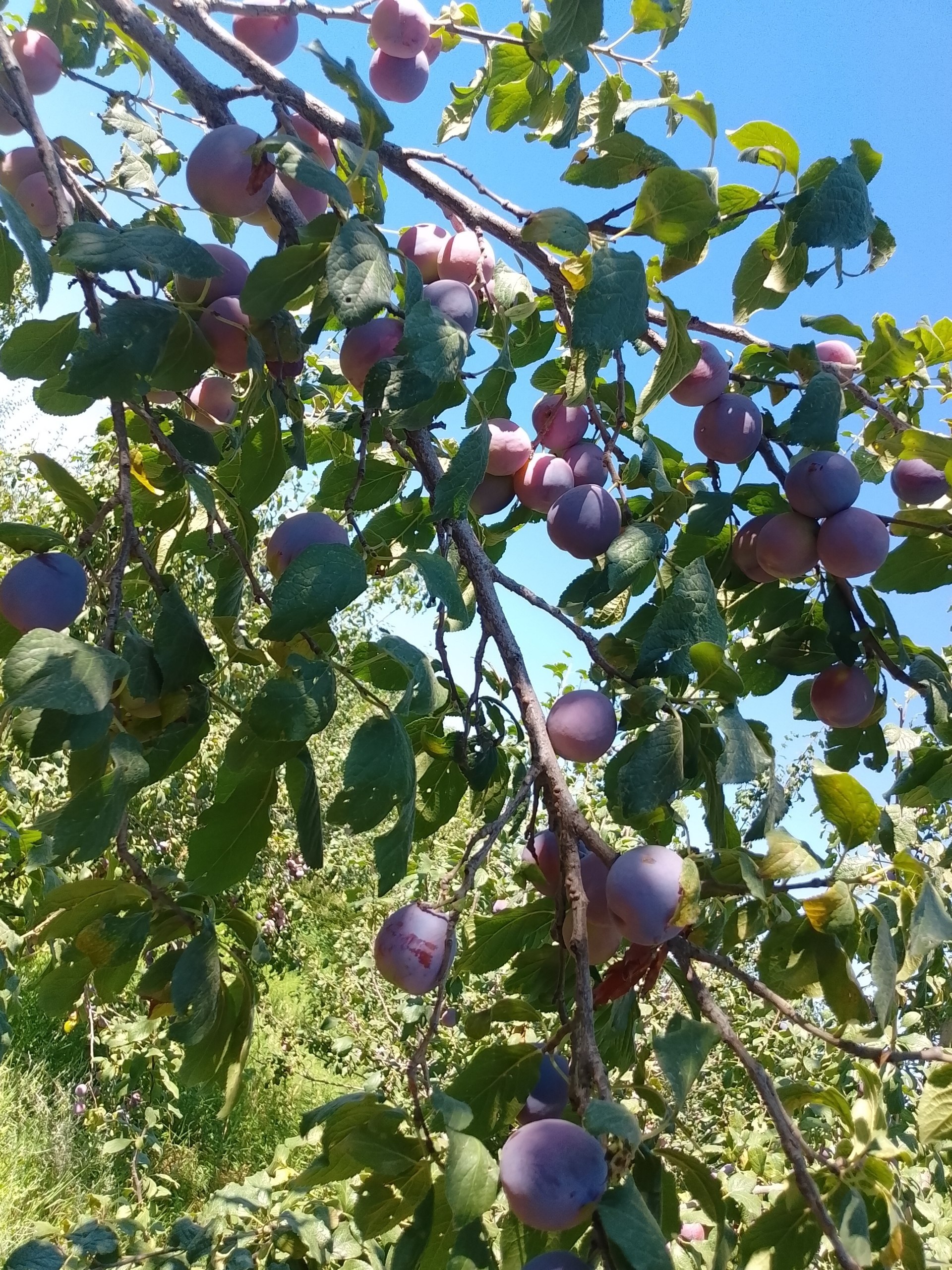 Serbiya tayyor bulyapti — sifatli va yangi