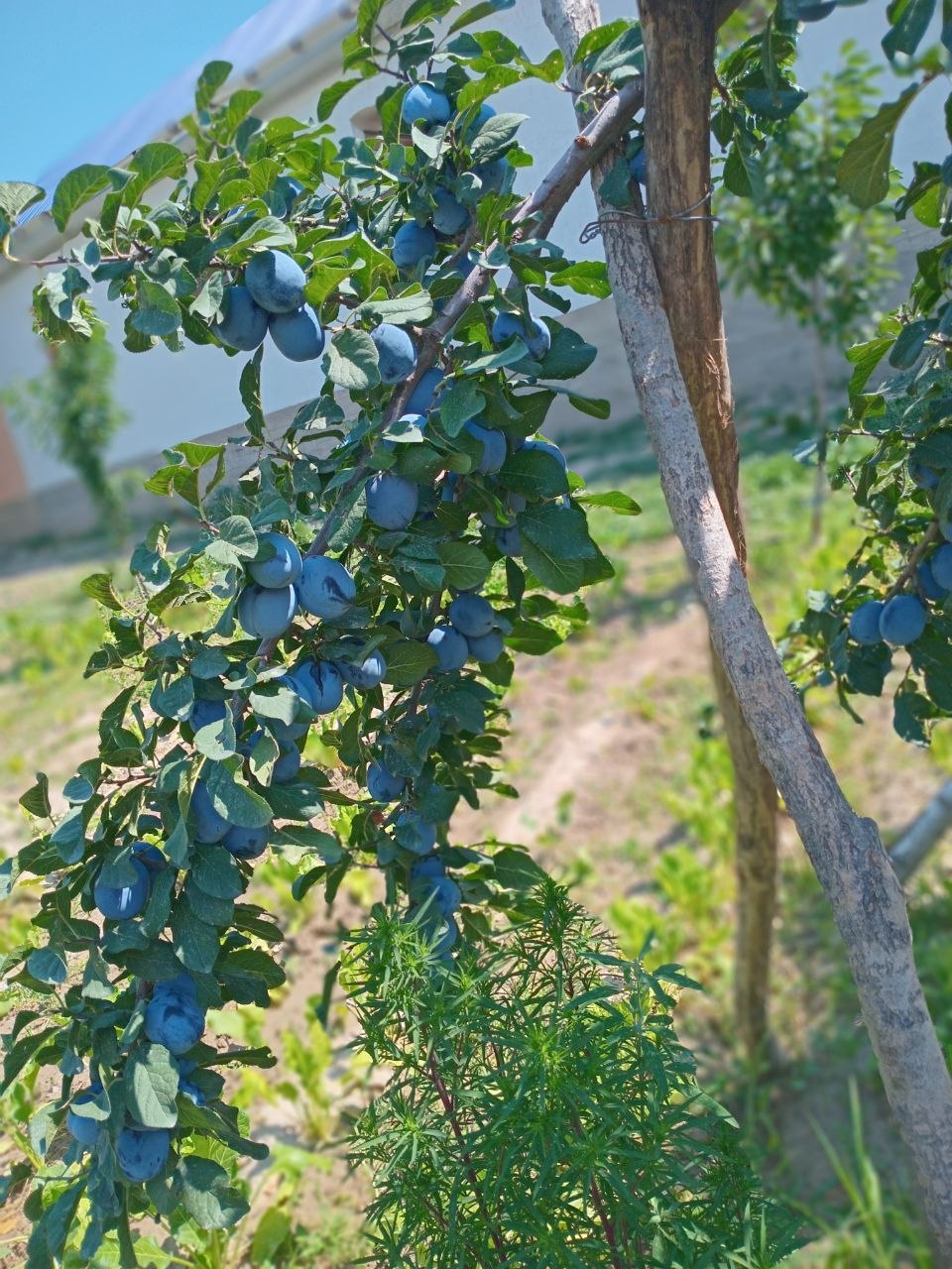 Serbiya siliva 35 kalibiri — yirik