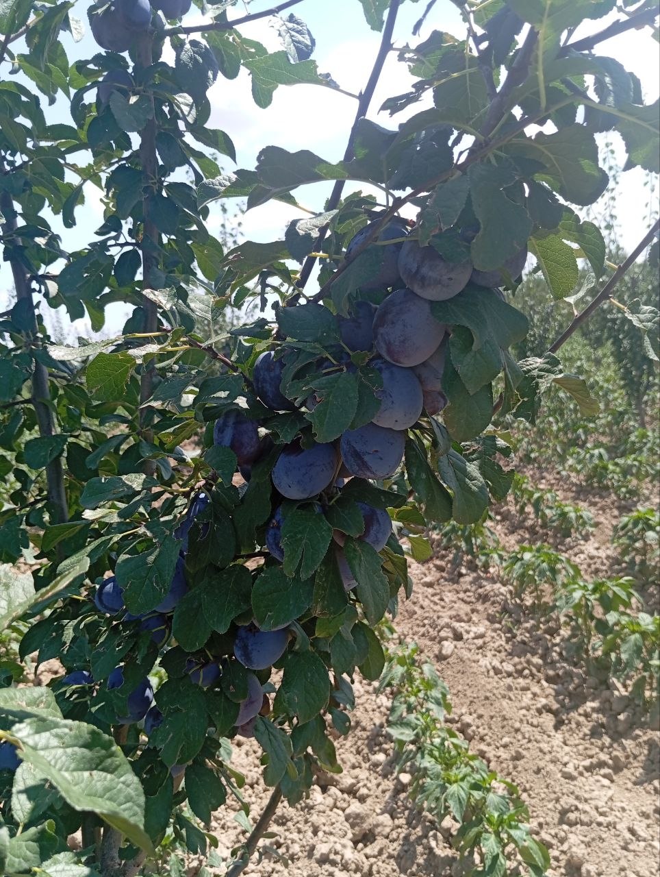 Serbiya sliva