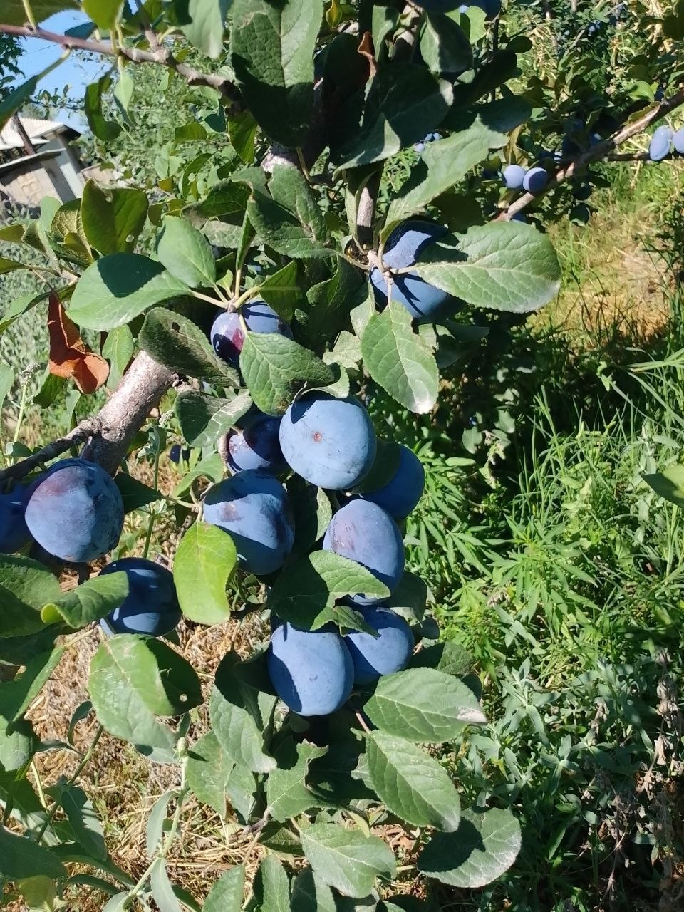 Serbiya sotiladi