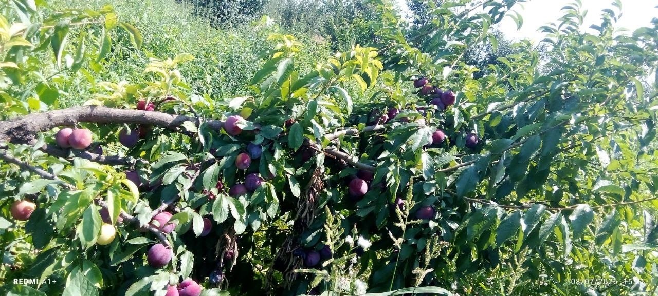 Shu mevadan bor oladigonlarga