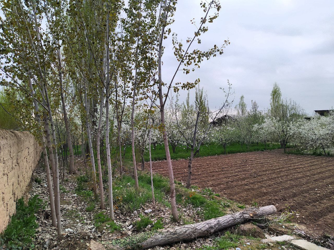 Hovli, 6 sotix, Begabad