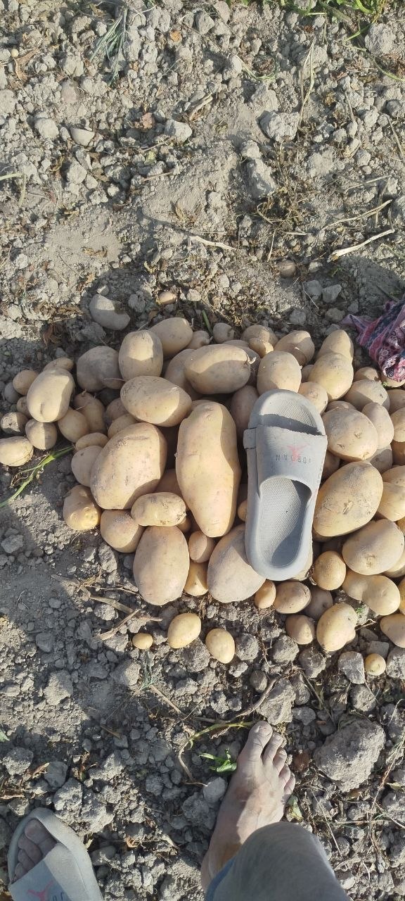 Kartoshka faqat kattasi 30 sotix joy