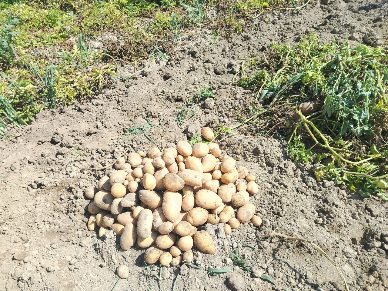 20 sotix arizona kartoshka Manzil Baxmal Gulbuloq