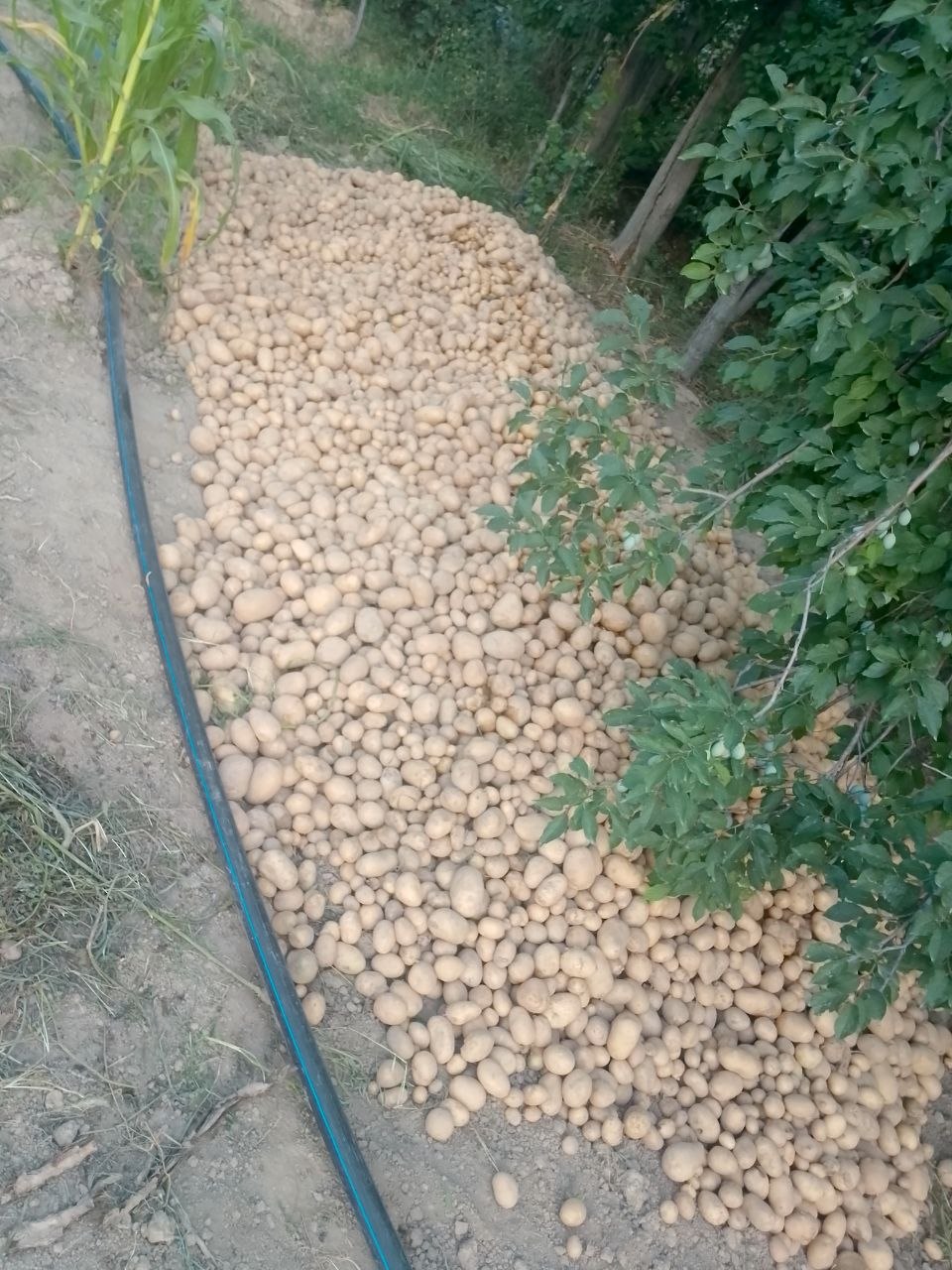 Sof kartoshka sotiladi