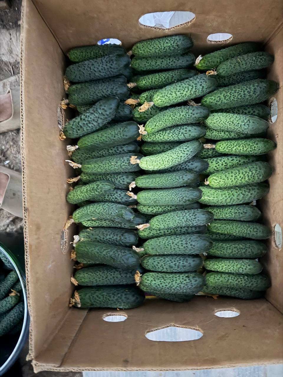Uyda o'stirilgan bodring — GMO va kimyoviy moddalar yo'q