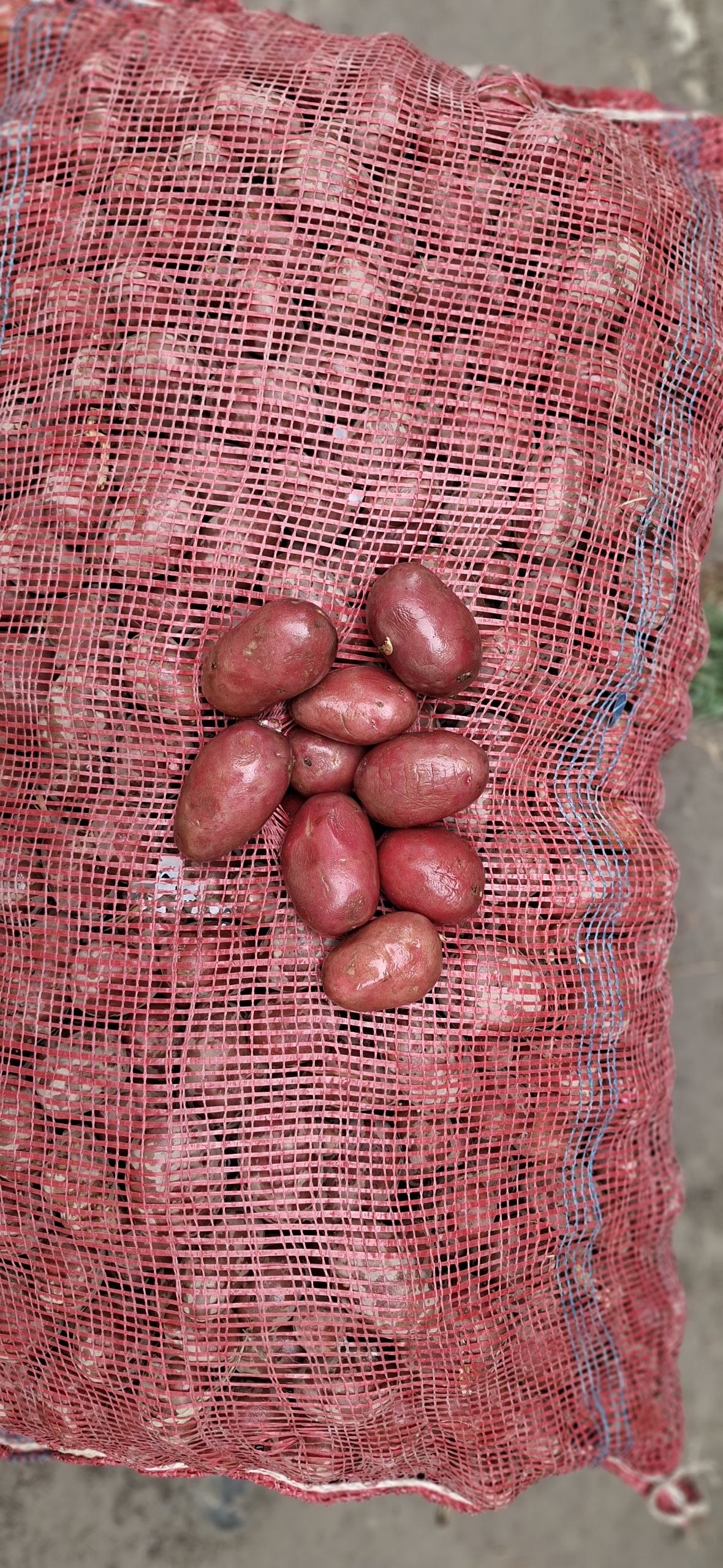 Pokiston esma kartoshka kalibri 28 45 atrofida