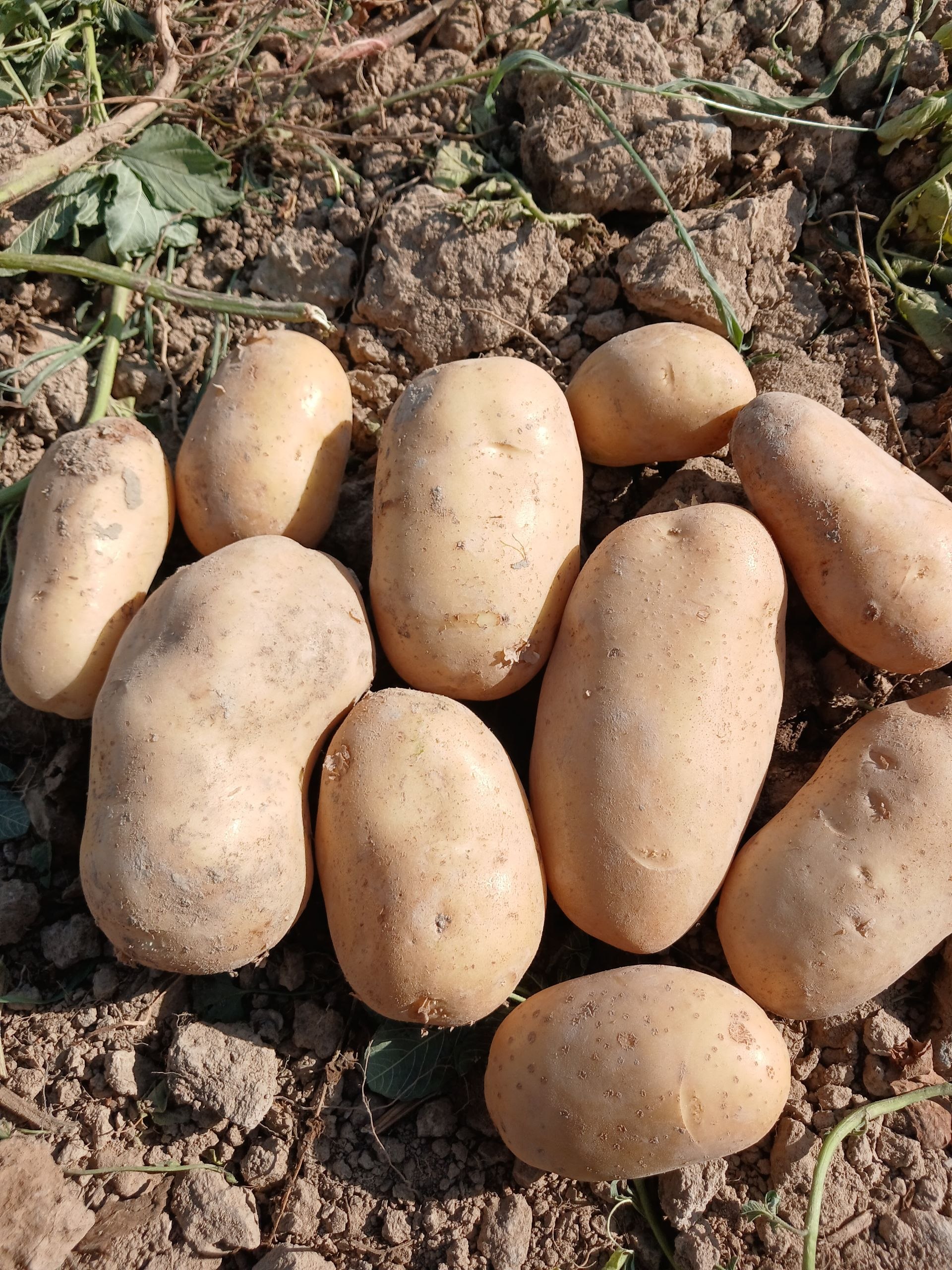 50 sotix kartoshka
