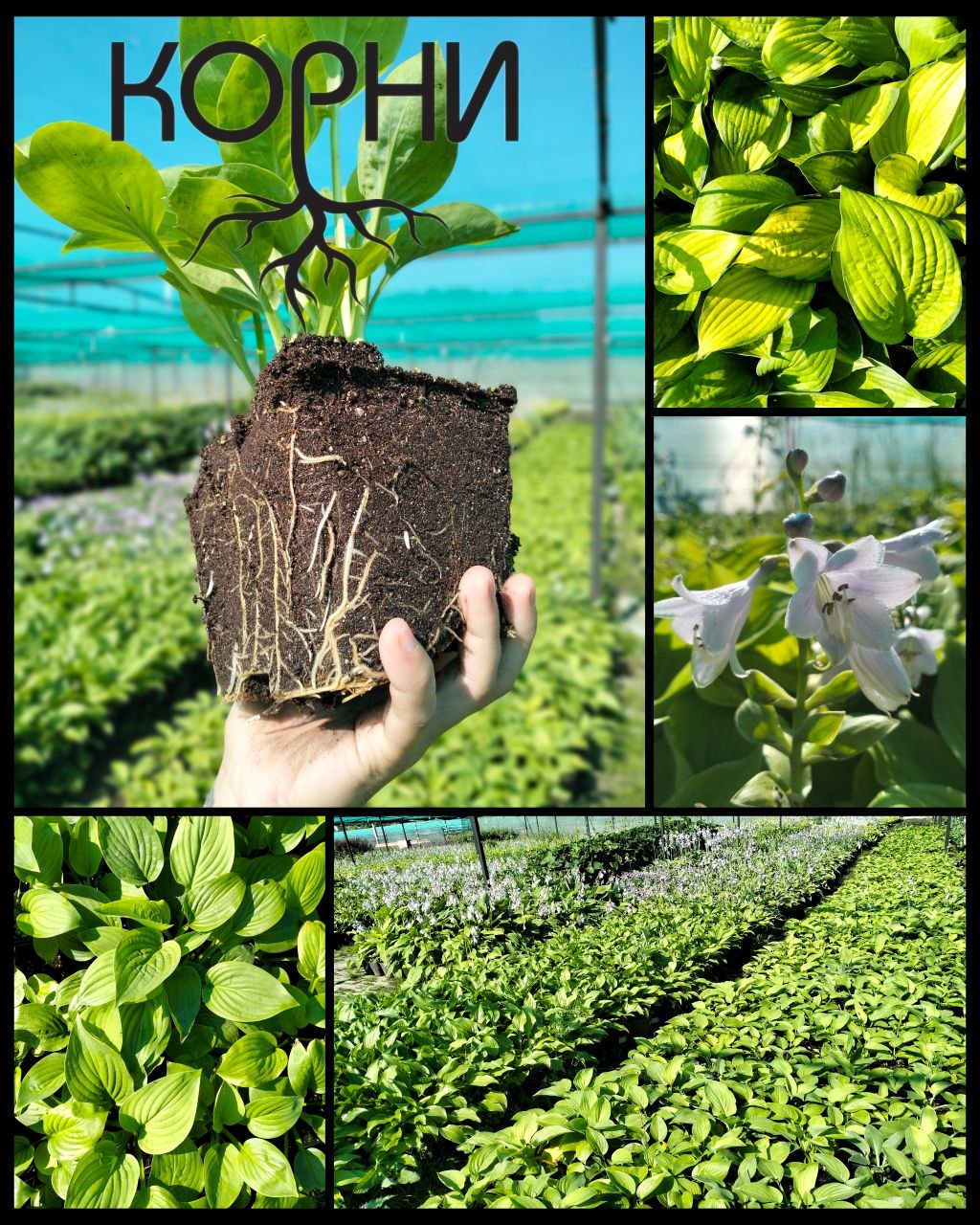 Hosta — sifatli ko'chatlar, tayyor ekish uchun