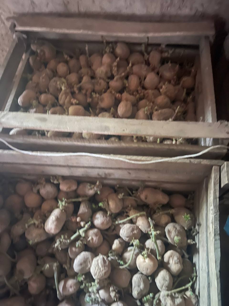 Kartoshka uruq Santa 100 atrofida ekanimizdan ortgani