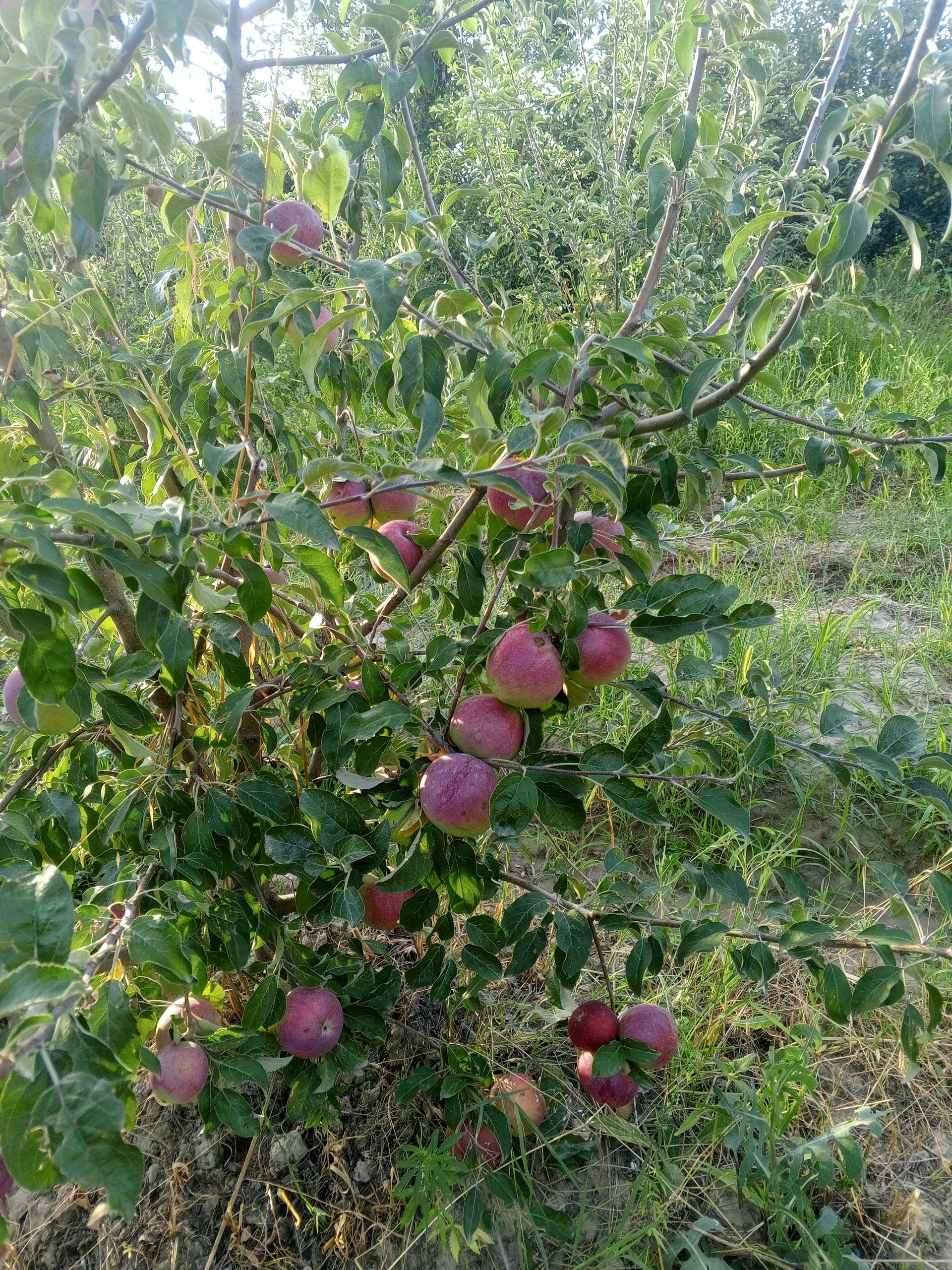 Viliyam olma bor
