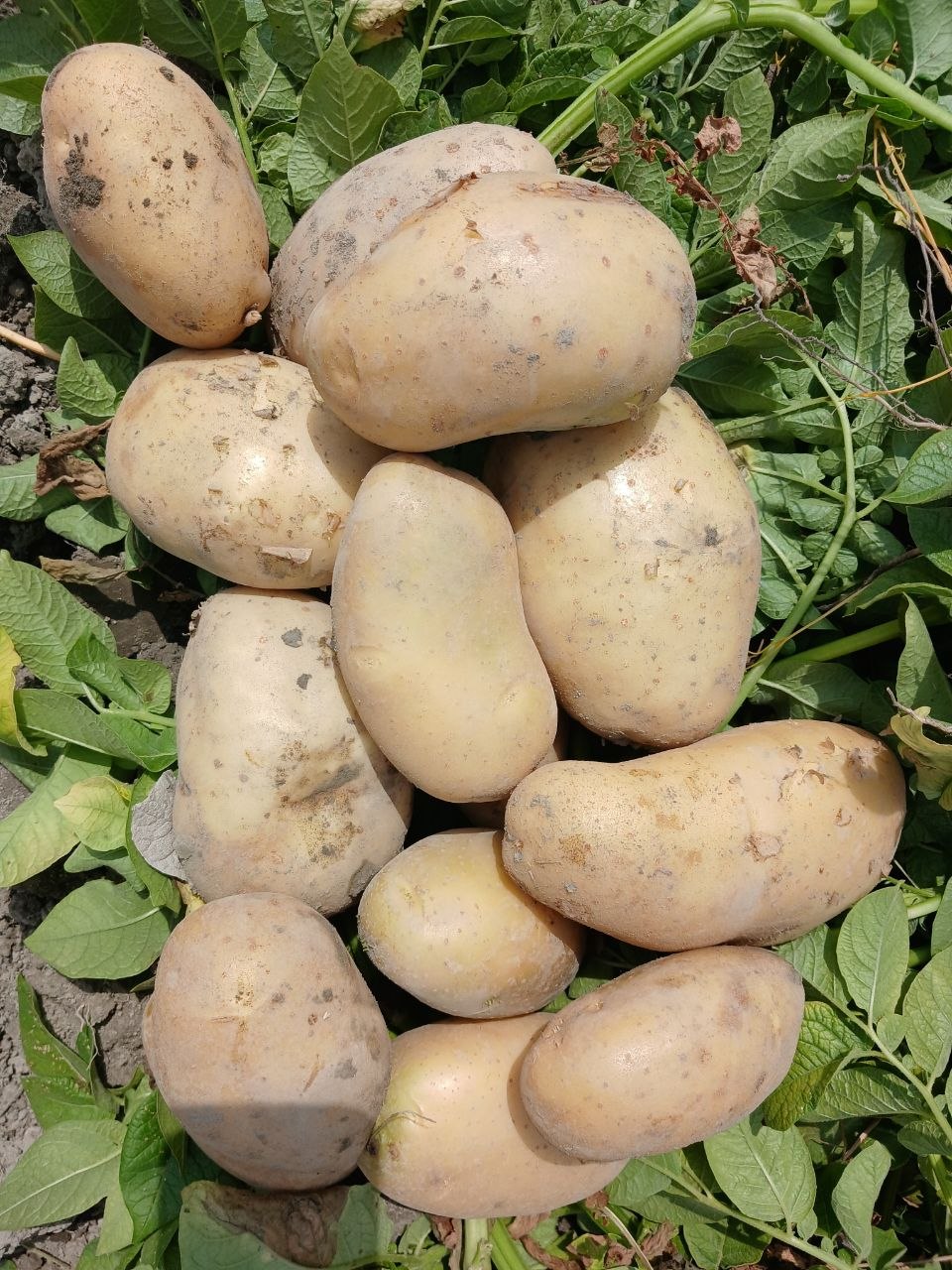 Kartoshka (arizona) 30 sotik