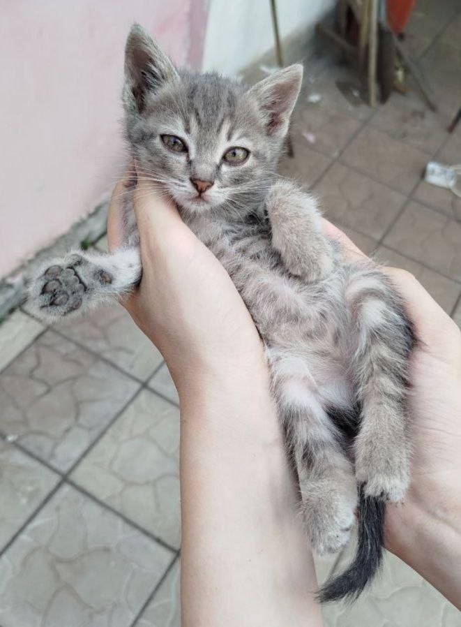 Kichik mushuklar