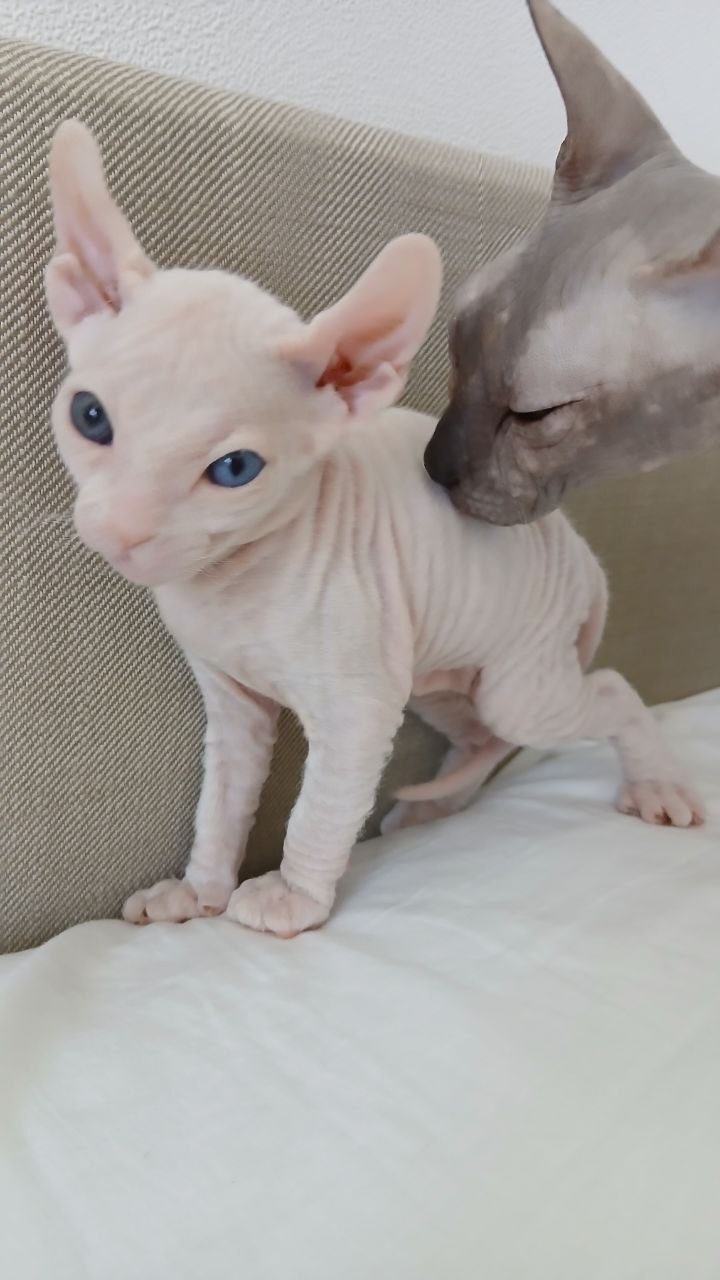 Don Sphynx va Kanadali Elf — geteroxromiyali mushukcha