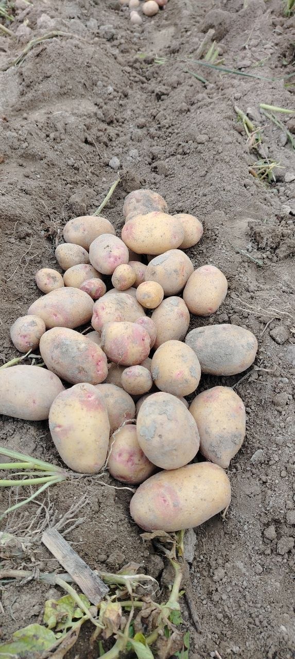 Pikaso kartoshka Gulbuloq