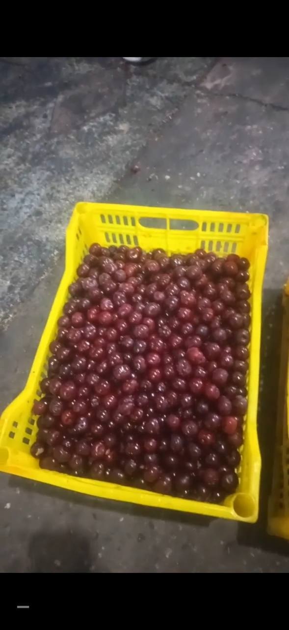 Шипонка музлаган