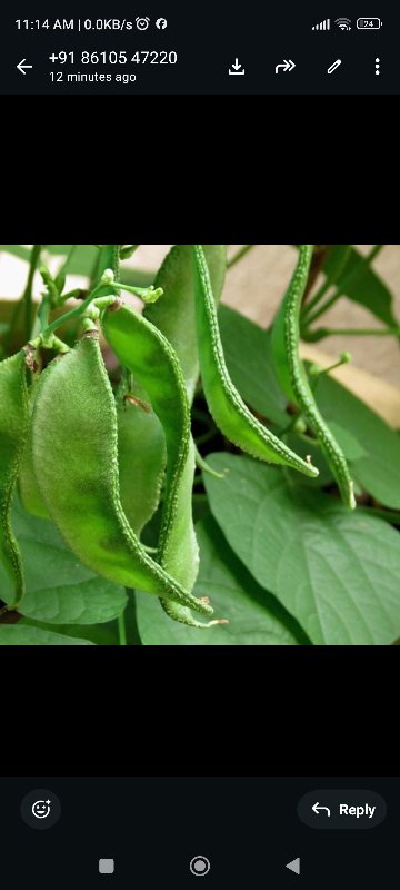 Dolichos Beans அவரைக்காய்
அவரைக்காய்