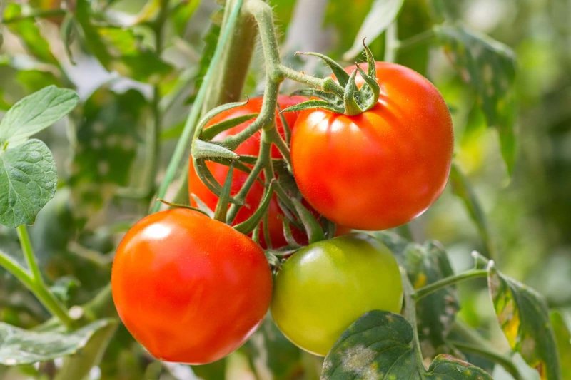 Tomato 