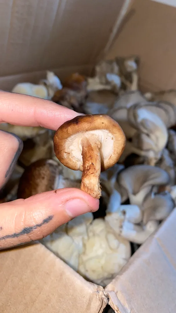 Suculentazo