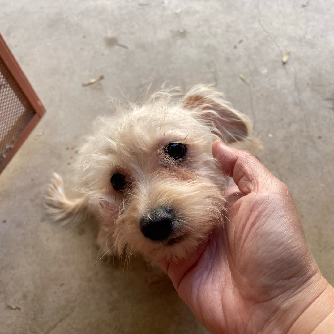 Picture of dogs