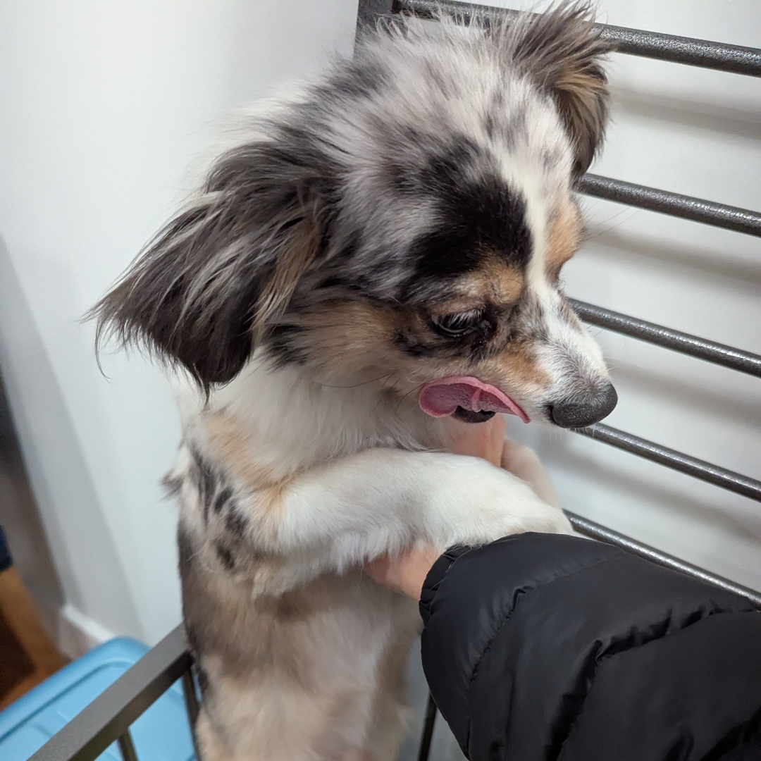 Picture of dogs