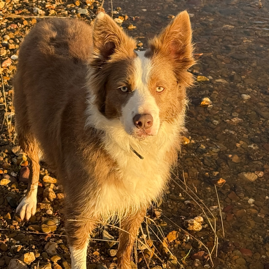 Picture of dogs