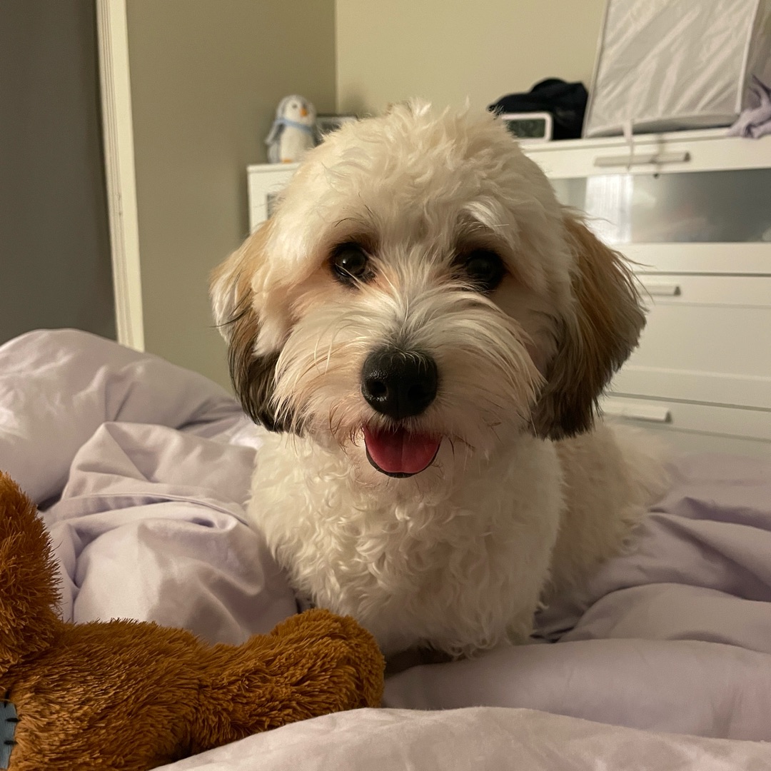 Picture of dogs
