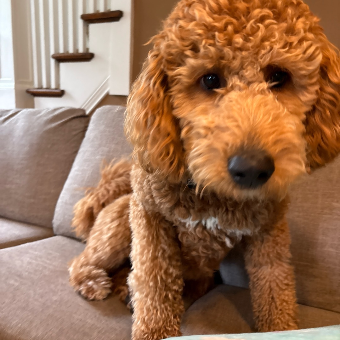 Picture of dogs