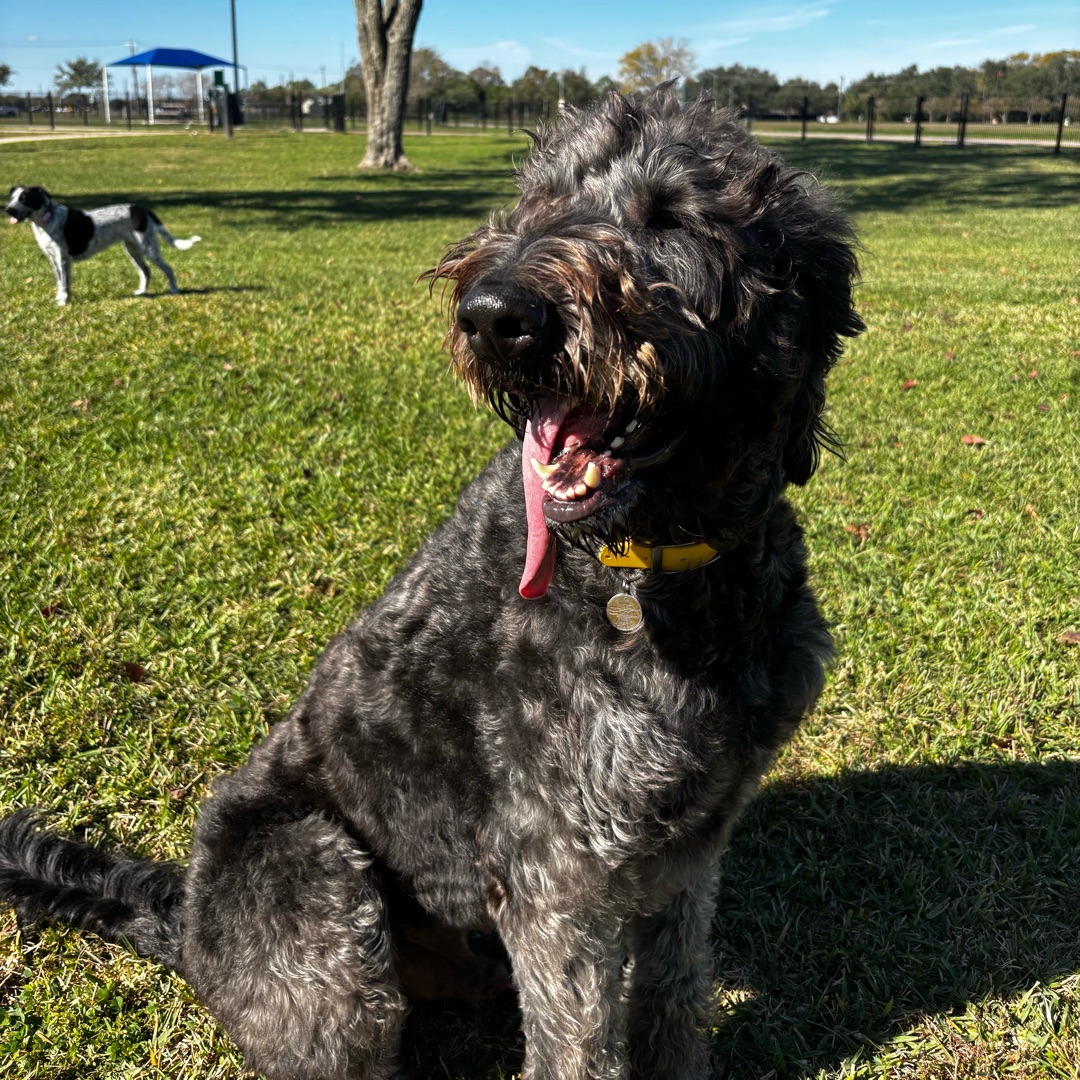 Picture of dogs