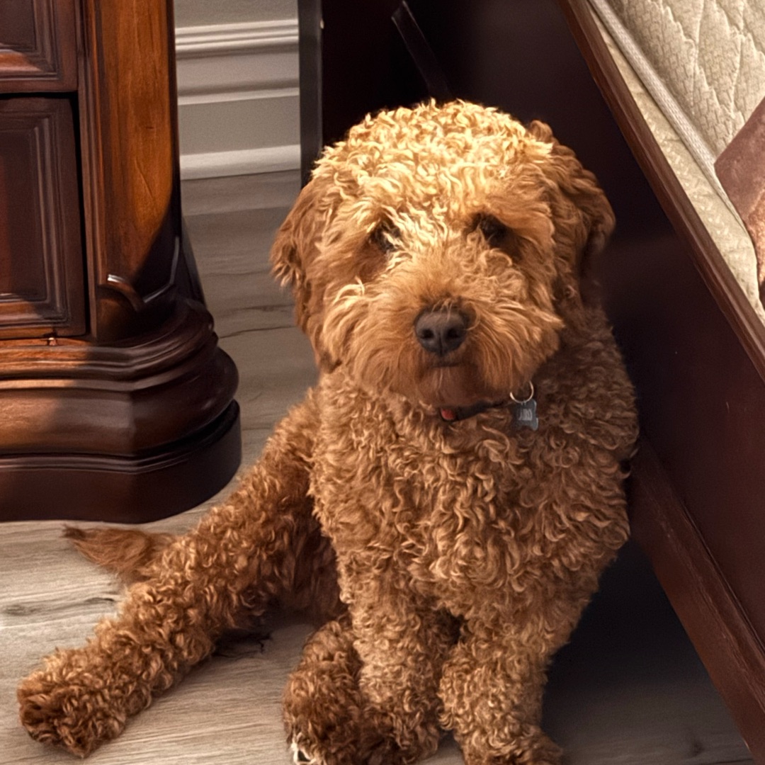 Picture of dogs
