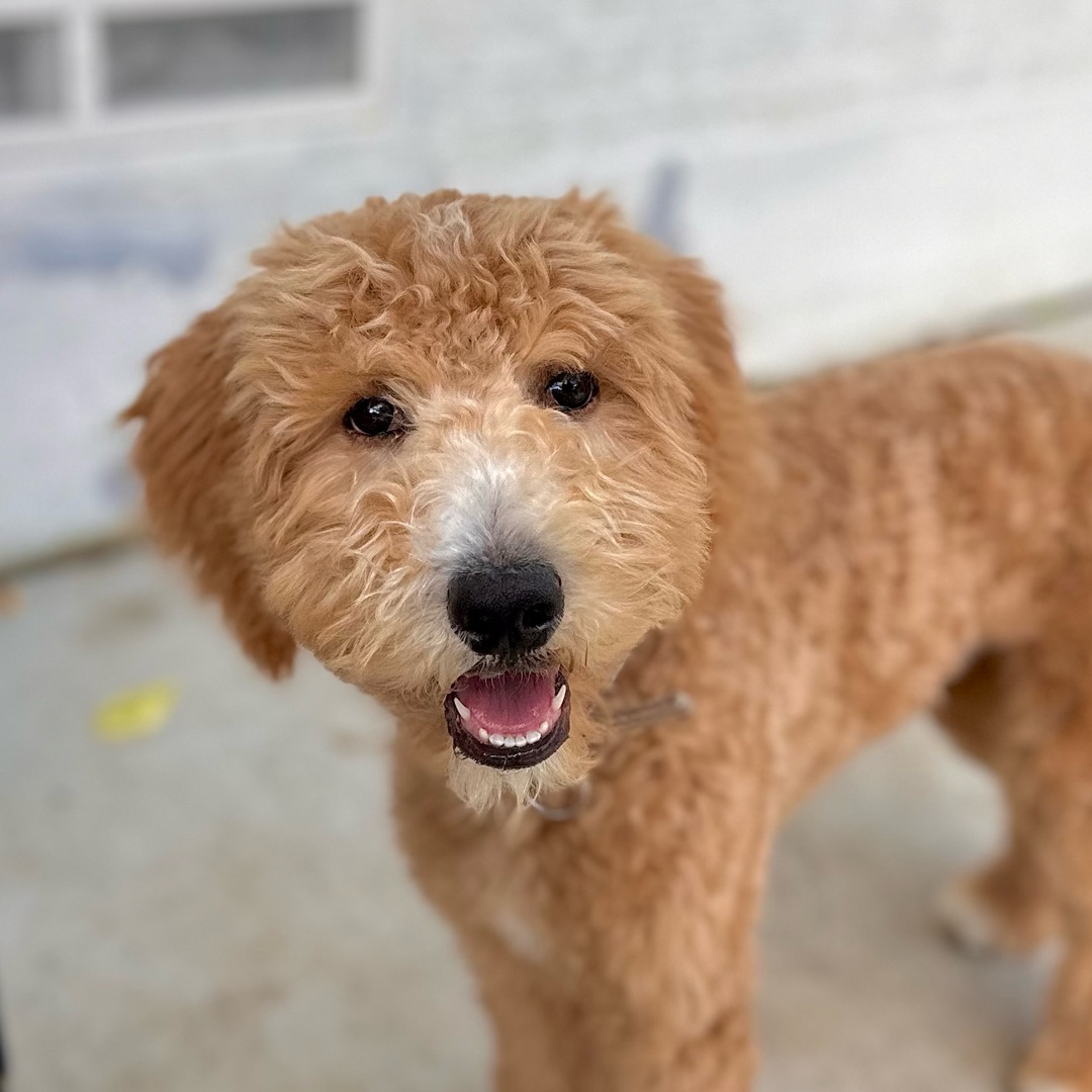 Picture of dogs