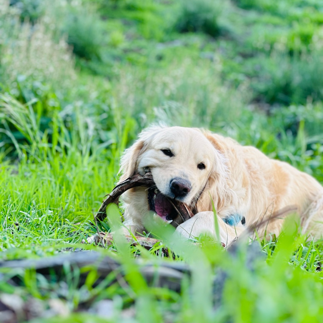 Picture of dogs