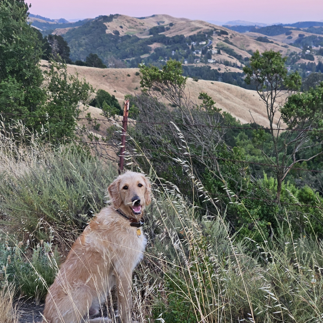 Picture of dogs