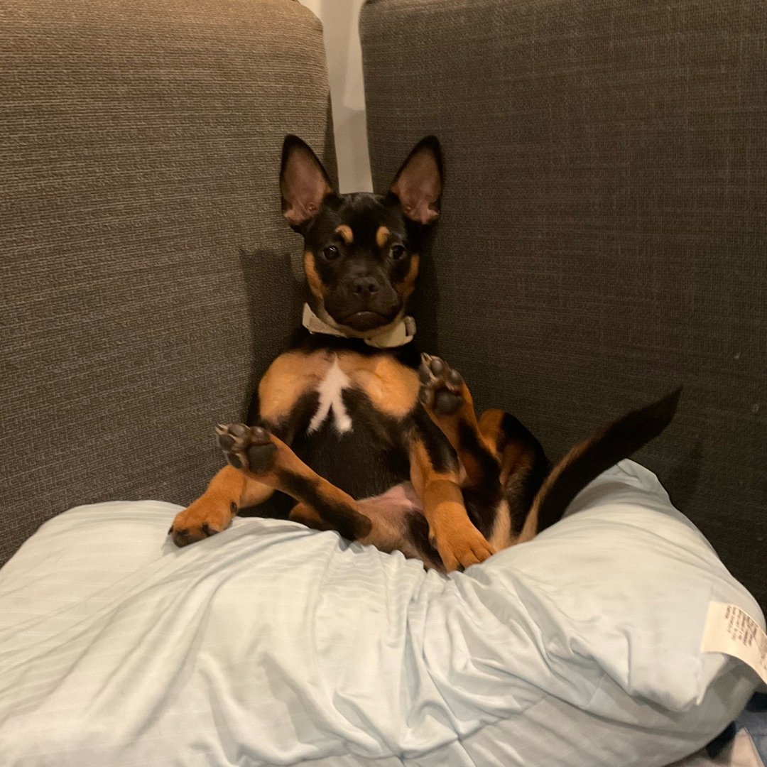 Picture of dogs