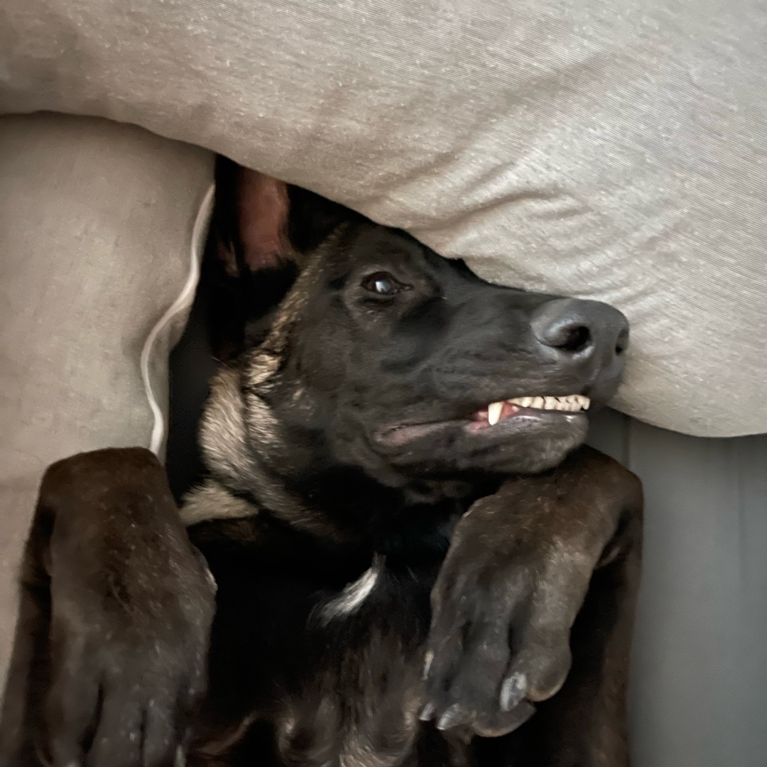 Picture of dogs