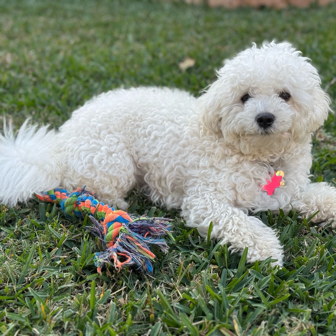 Picture of dogs
