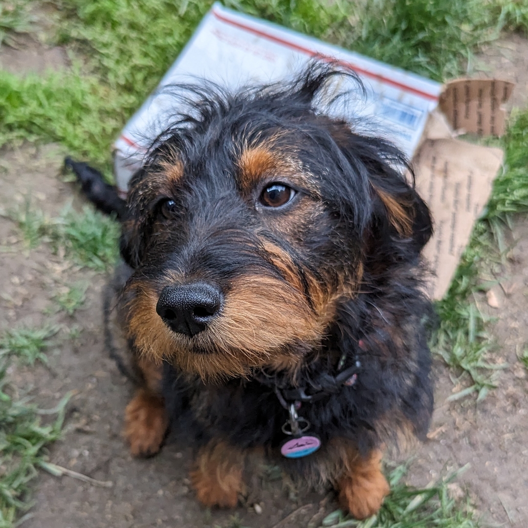 Picture of dogs