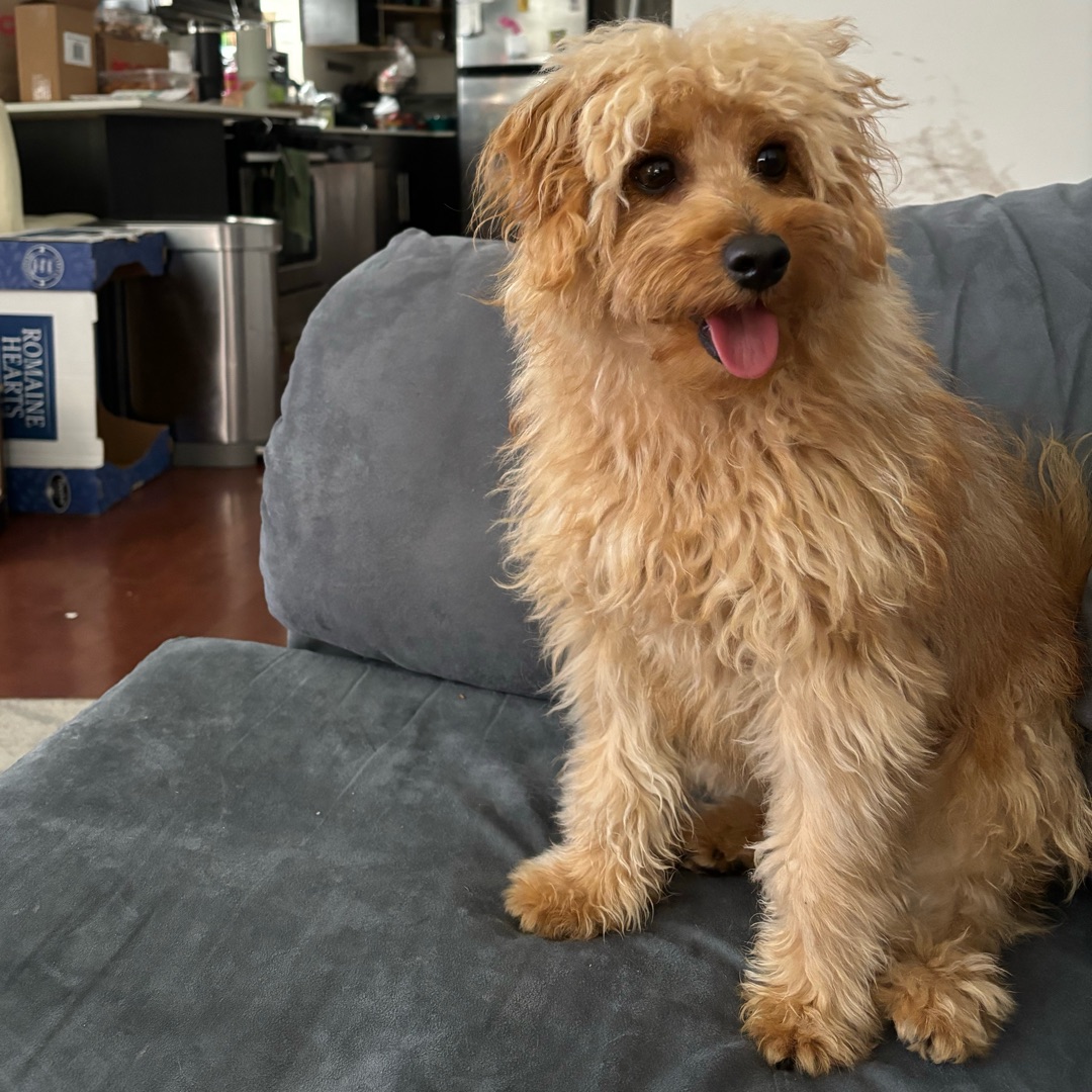 Picture of dogs