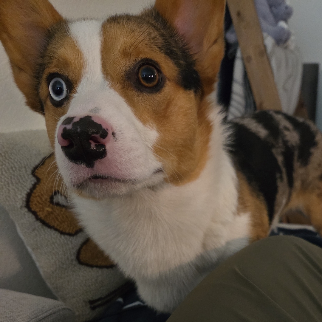 Picture of dogs